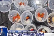 台湾@铲屎官们 养“异宠”或危害国家安全 这些行为违法了