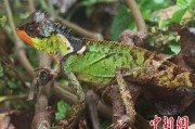 台湾云南南滚河保护区首次发现红唇棘蜥
