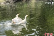 台湾吉林：罕见白鸬鹚连续两年“故地重游”
